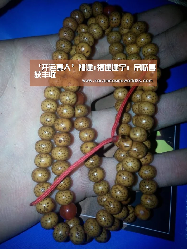 ‘开运真人’福建:福建建宁:吊瓜喜获丰收(图2) 开运真人