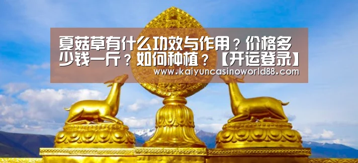 开运真人